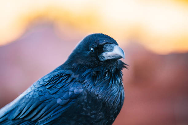 istock Crow (Corvus) sits on red rock and looks out 1454236992