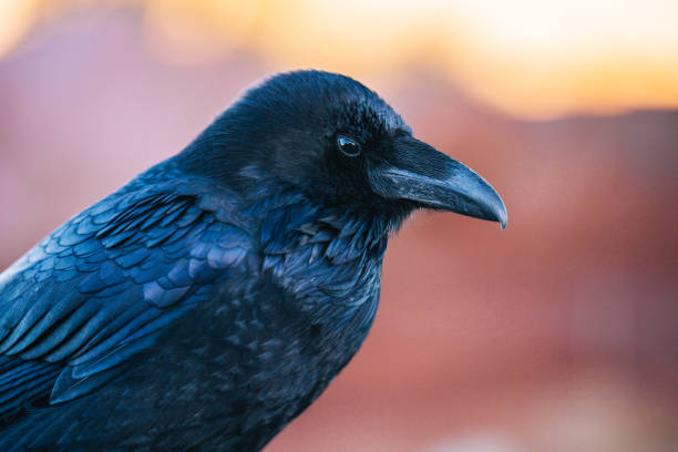 istock Crow (Corvus) sits on red rock and looks out 1454237043