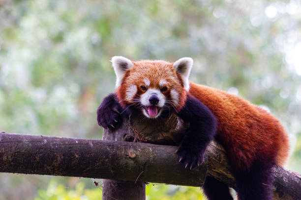 istock Cute red or lesser  panda looking at the camera.  (Ailurus fulgens). 1454237837