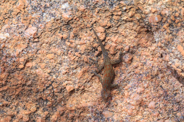 istock The lizard sits one the stone under the sun. Mowani, Damaraland, Namibia. 1454237980