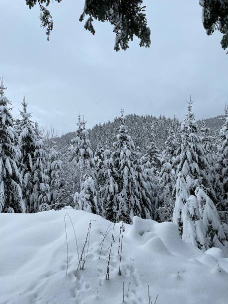 istock View from the under a tree to deep snow and pine trees in the Black Forest 1454238834