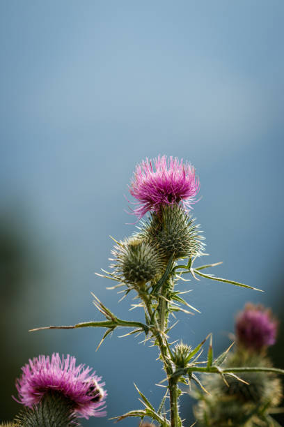 istock Purple flowering thistle (Carduus) in nature 1454239152