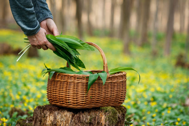 donna che raccoglie le foglie della pianta di ramson nel cesto - herbal medicine nature ramson garlic foto e immagini stock