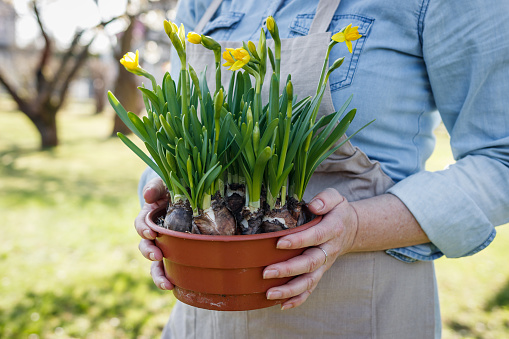 Woman holding planted daffodil flowers in pot. Spring gardening