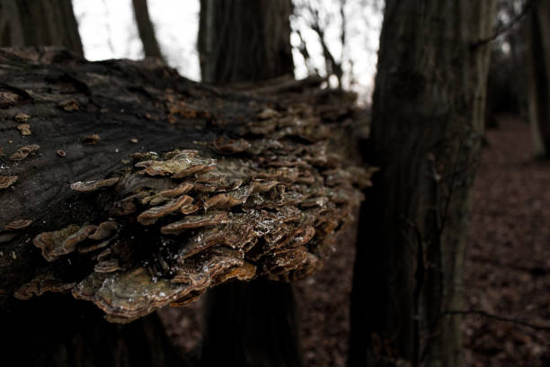 Fungus growing on the side of a tree naturally.