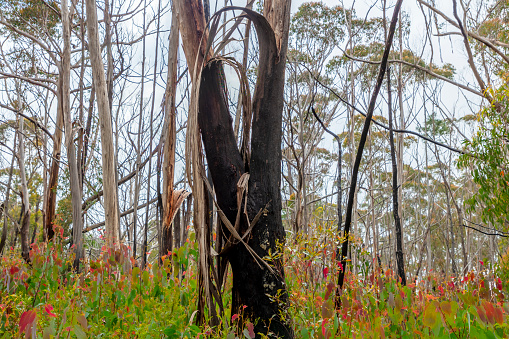 Photograph of trees recovering from severe bushfire in the Central Tablelands in New South Wales in Australia