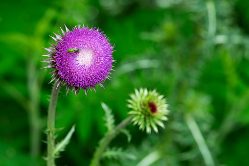 Close up view of a bee on a thistle flower