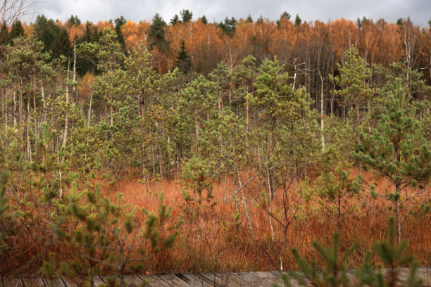istock Young pine forest, reforestation concept in. Trakai historical national park, botanical zoological reserve. 1454243750