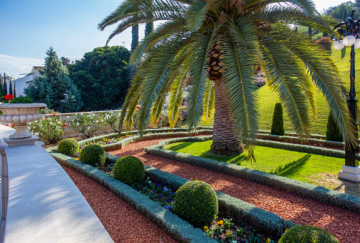 Fantastic view of the terraces of the Shrine of the Bab, the Bahai Gardens in Haifa. Palm trees and many flowers in the form of potted plants and flowers of shrubs,  boxwood shrubs. Red pebbles on floor