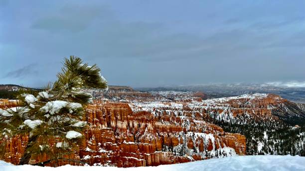 istock Small Pine-Tree Growing at the Rim of Bryce Canyon 1454244732