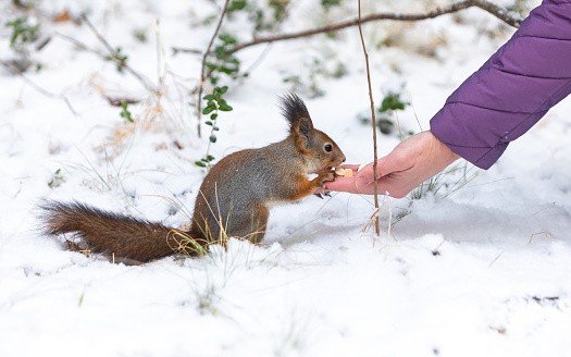 Feeding a squirrel with nuts from a hand in a winter park outdoors