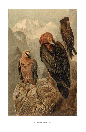 Antique American Engraving, Lammergeyer Vulture, Bird: Natural History, 1885. Source: Original edition from my own archives. Copyright has expired on this artwork. Digitally restored.