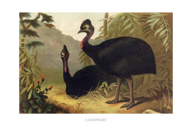 Antique American Engraving, Cassowary, Bird: Natural History, 1885. Source: Original edition from my own archives. Copyright has expired on this artwork. Digitally restored.