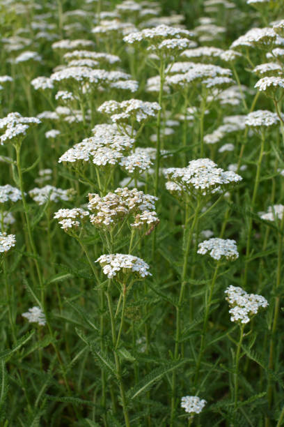 istock Yarrow (Achillea) blooms naturally in the grass 1454249675