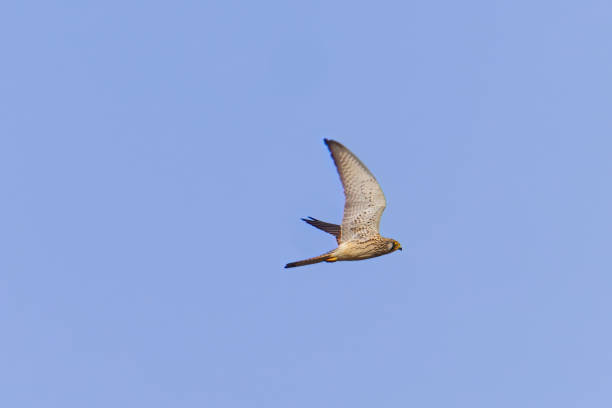 istock Falcon in flight on a clear blue sky 1454249694