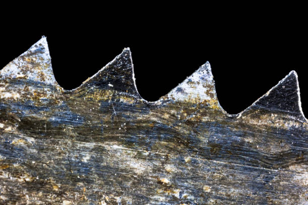 5X magnified used saw blade and teeth. Focus stacked.