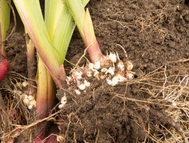 istock Gladiolus Bulbs  with roots and stalk. 1454251261