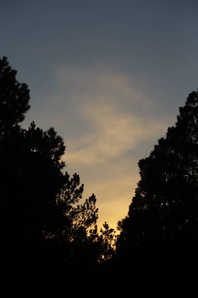 istock Silhouette of trees in a forest during the sunset 1454252280