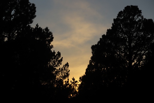 A silhouette of trees in a forest during the sunset