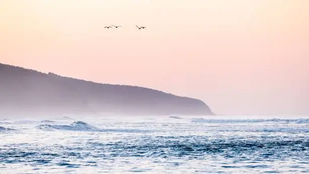 Photo of A flock of seagulls flying over the Indian Ocean during sunrise