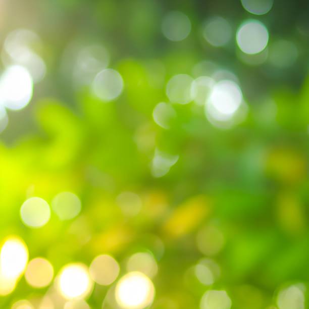 istock Vibrant bokeh blurred nature background on a sunny day 1454252619
