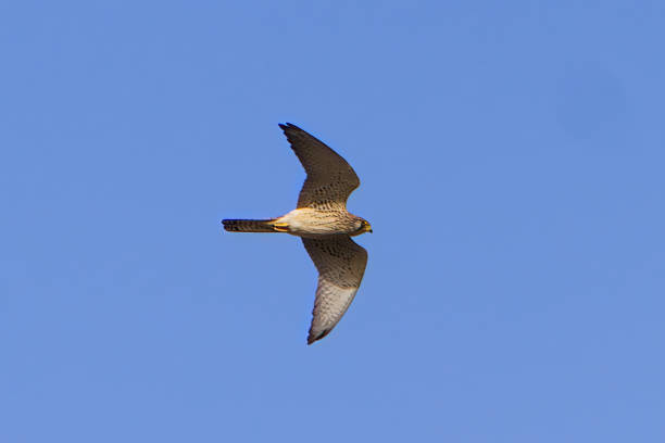 Male Common Kestrel (Falco tinnunculus) with common vole.