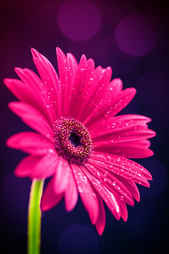 Close-up of a beautiful red Gerbera flower with water drops on a dark background with bokeh light. Space for copy.