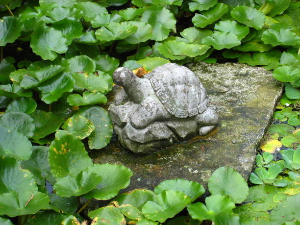 Turtle sculpture in the garden with water lilies Turtle sculpture in the garden with water lilies mauremys reevesii stock pictures, royalty-free photos & images