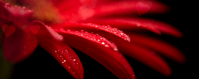 Close-up of a beautiful red Gerbera flower with water drops. Beautiful heart shaped bokeh - it's a REAL bokeh photo, not an illustration or computer filter. Shallow depth of field.