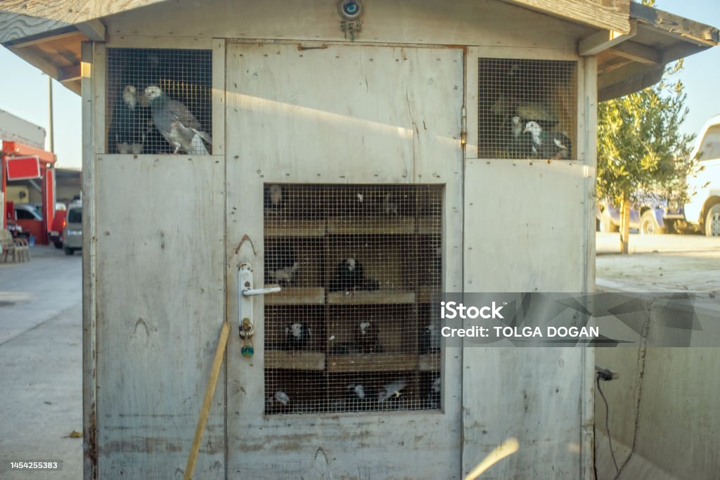 Pigeons View of pigeons in cage. Dove - Bird Stock Photo