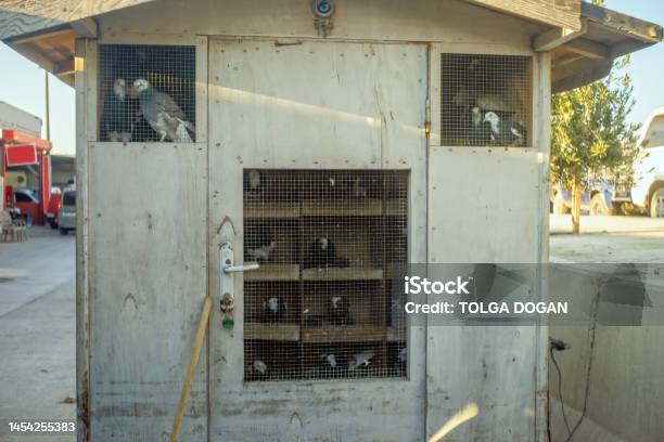 Pigeons Stock Photo - Download Image Now - Dove - Bird, Aegean Sea, Aegean Turkey