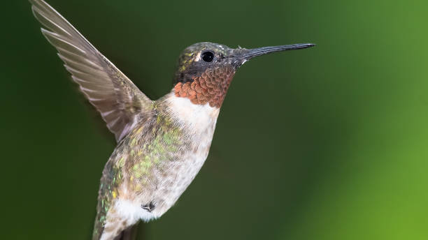 istock Ruby Throated Hummingbird Hovering in the Green Forest 1454256497