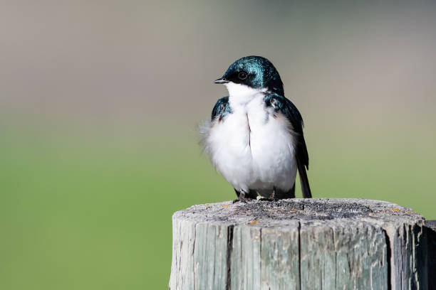istock Tree Swallow Perched on an Old Weathered Wooden Fence Post 1454256671