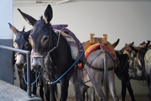 Funny Animals in Studio