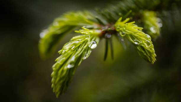 istock Macro shot of pine needles covered in water drops 1454258671