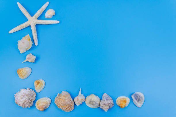 istock Seashells and starfish on pastel blue background. Top view, copy space. Summer vacations concept 1454258722