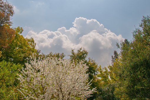 a beautiful cloud over tree scape