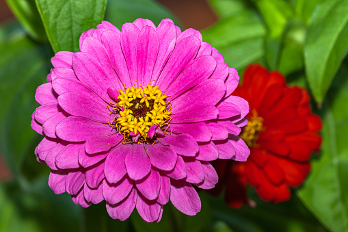 Flowers zinnias various colors with background of blurred green leaves in bokeh, closeup of flowers on a blurred green background of leaves and flowers, petals and blossoming buds