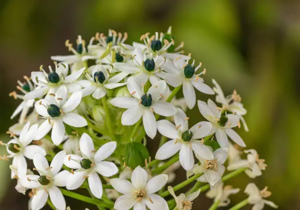 Flower white Ornithogalum beautiful bokeh