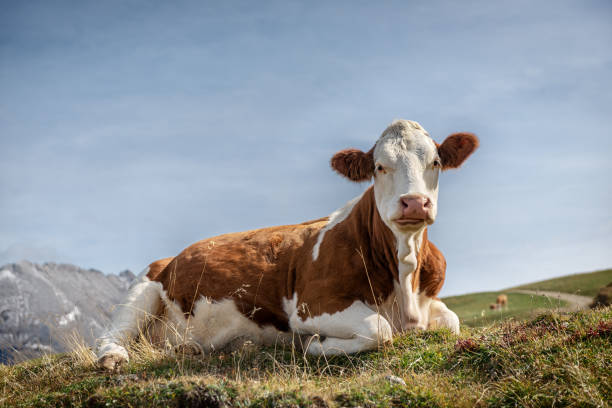 istock Cow lying on the grass, with the seiser alm as bakground 1454261307