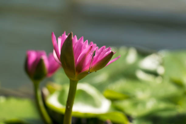 istock Damselfly on the water lily 1454261638