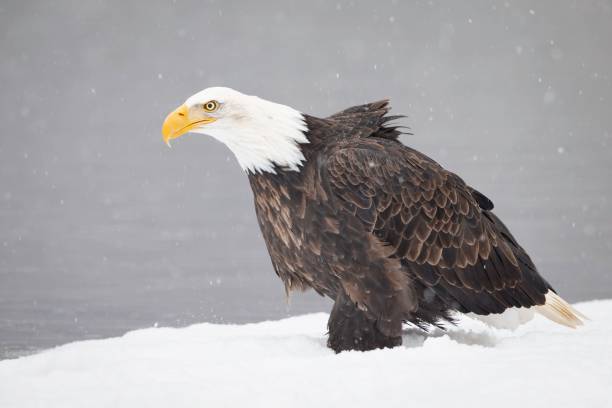 istock Bald Eagle standing on icy snow ground with blur background 1454262867