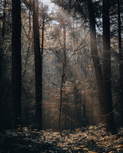 istock Vertical shot of a dark forest with sunlight breaking through tree branches 1454262877
