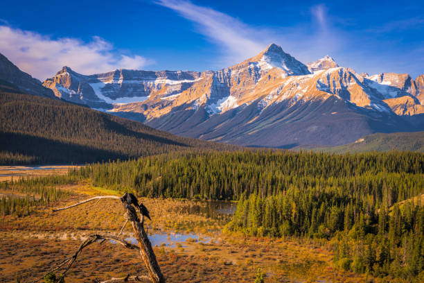 istock Canandian Rockies just off the Icefields Parkway 1454265051