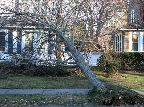 istock Tree lying on a house after falling and taking the electric wires down also 1454265962