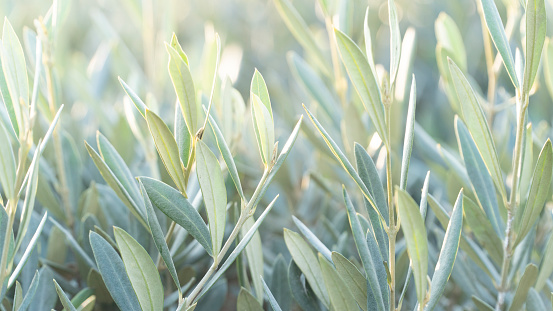 Olive tree leaves close up view with back lit. Green or teal leaves. Relaxing nature. Carbon neutral environment.