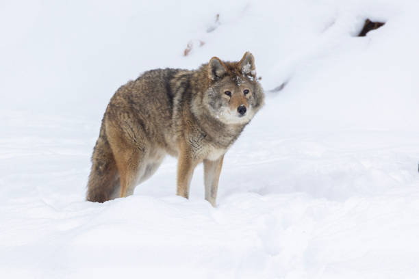 istock coyote  in Canadian winter 1454266164