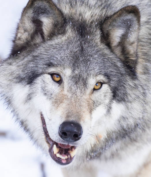 목재 wolf 겨울 - canadian timber wolf 뉴스 사진 이미지
