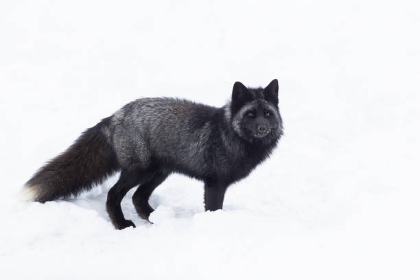 silver fox, melanistic form of the red fox silver fox, melanistic form of the red fox (Vulpes vulpes) in winter red fox tail stock pictures, royalty-free photos & images