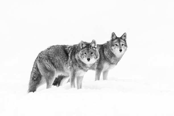 coyote en hiver canadien - coyote desert outdoors day photos et images de collection